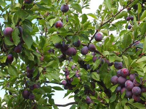 Un branche de prunes